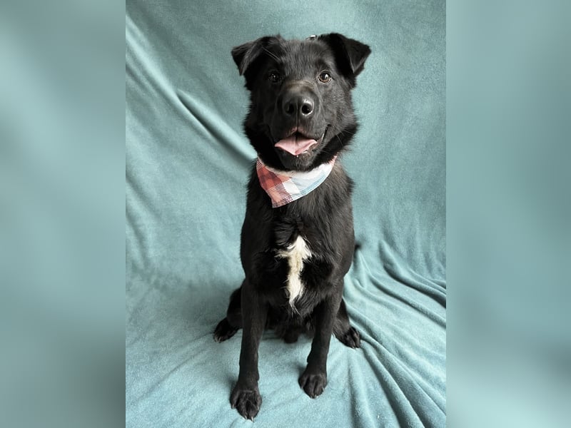 Porter - Kluger, verspielter Begleiter bereit für neue Abenteuer