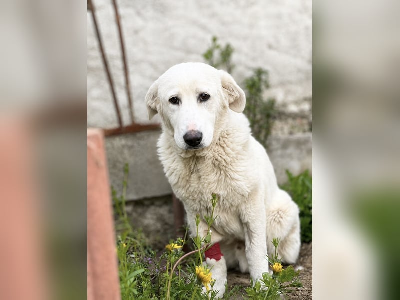 Simba Hübscher Hundejunge sucht seine Menschen