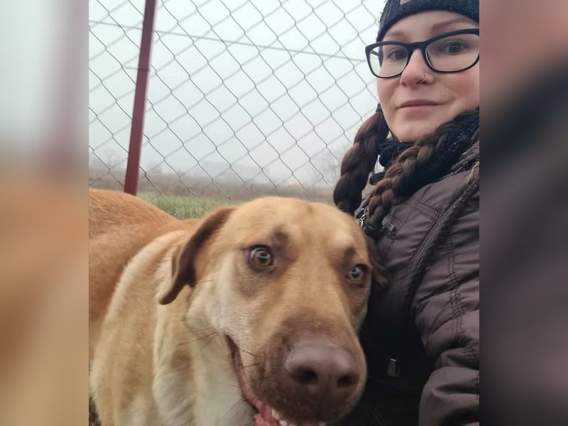 Dojo -Treuer Wegbegleiter auf vier Pfoten