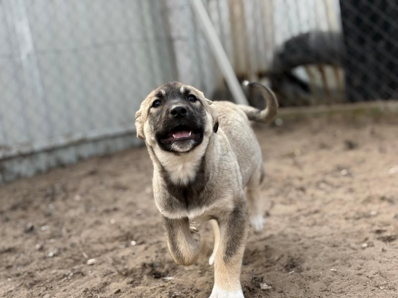 Nacho - Verspielter Welpenjunge möchte die Welt entdecken