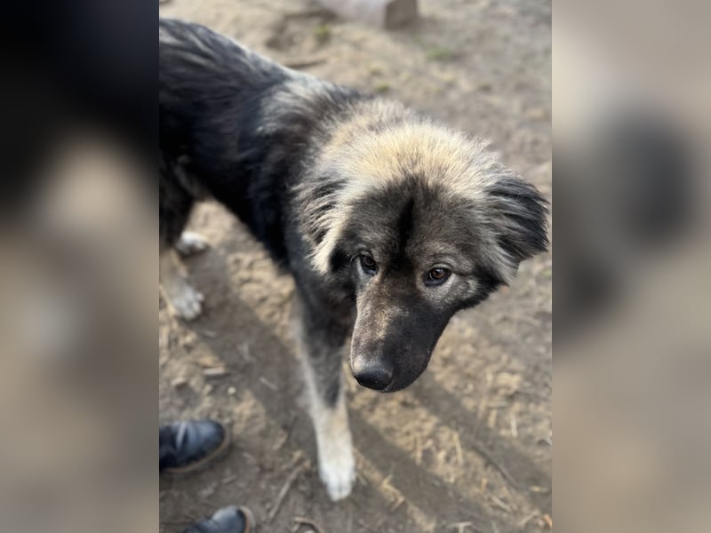 Naya - Süße Herdenschutzhündin sucht erfahrene Menschen