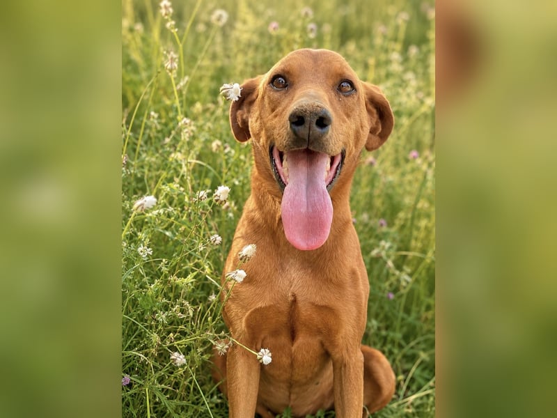 Trixie - Treue Hundeseele sucht ihre zweite Chance