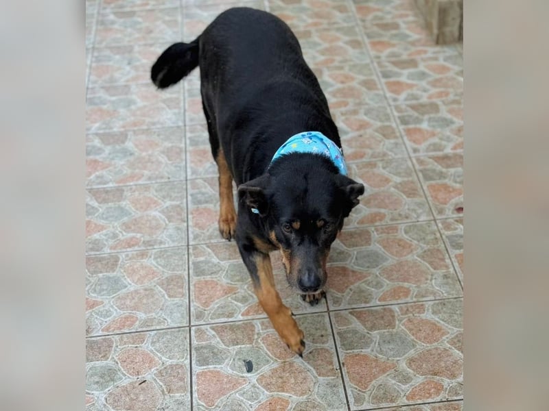 Killy -Sanfte Seele möchte endlich ankommen!