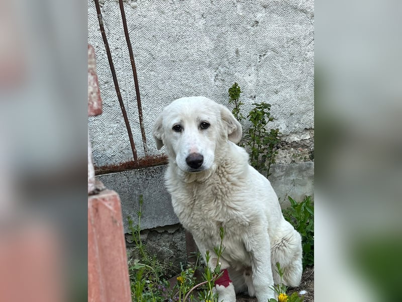 Simba Hübscher Hundejunge sucht seine Menschen