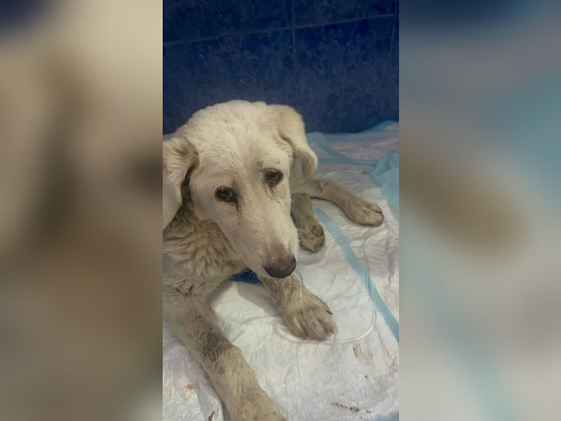 Simba Hübscher Hundejunge sucht seine Menschen