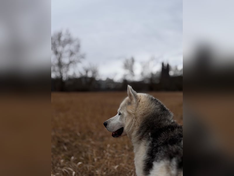 Remus - Wunderschöner Husky-Mix Rüde, 5 Jahre alt, freundlich, in 39112 Magdeburg