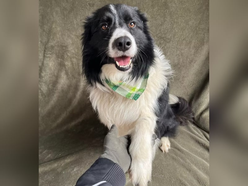 Thiago - Lieber Rüde möchte endlich ankommen!