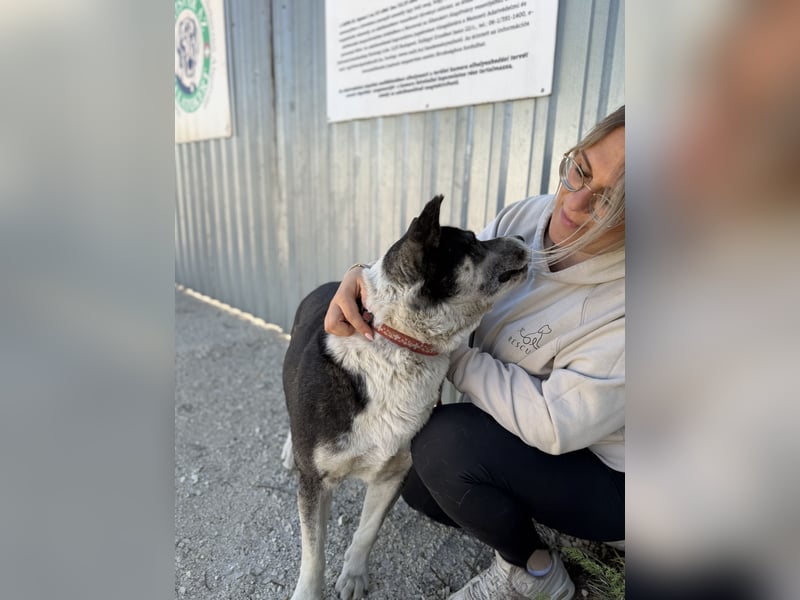 Mizso Kämpferherz mit ganz viel Liebe