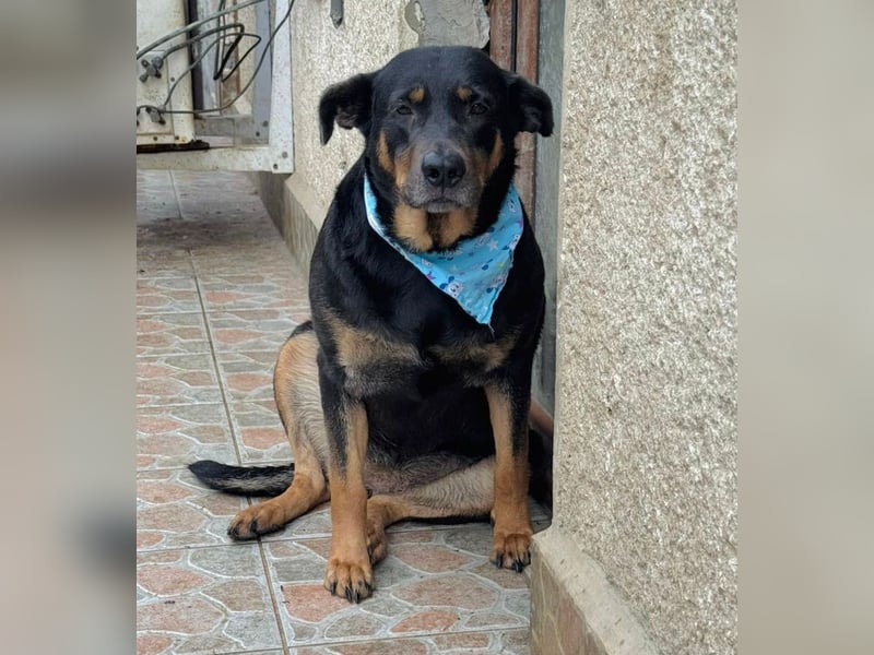 Killy -Sanfte Seele möchte endlich ankommen!