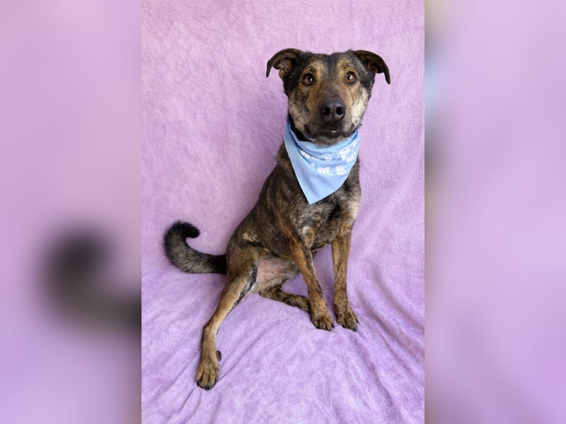 Camping - Sportlicher, verschmuster Begleiter sucht aktives Zuhause