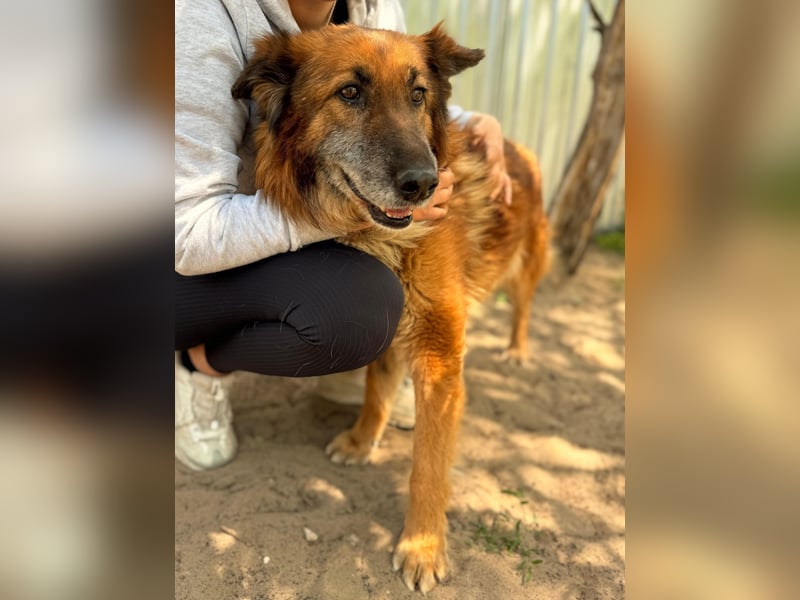 Gerad Sanfter Hundesenior sucht Partner für die besten Jahre