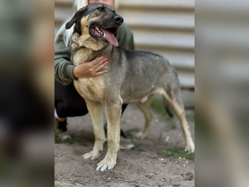 Simon (Strolch) - Lebensfroher Herzenshund sucht seine zweite Chance