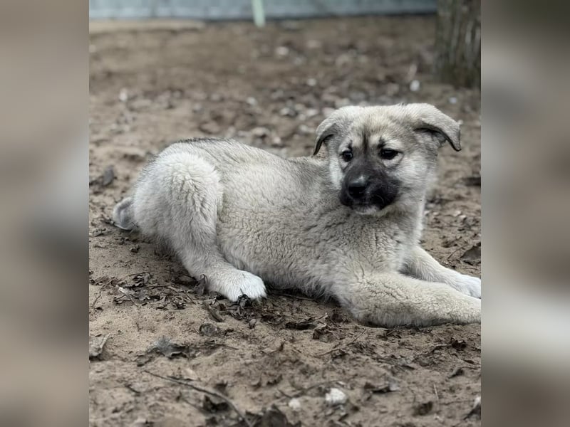 Nico - Kleiner Entdecker sucht sein Für-immer-Zuhause
