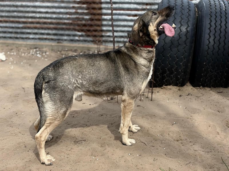Simon (Strolch) Lebensfroher Herzenshund sucht seine zweite Chance