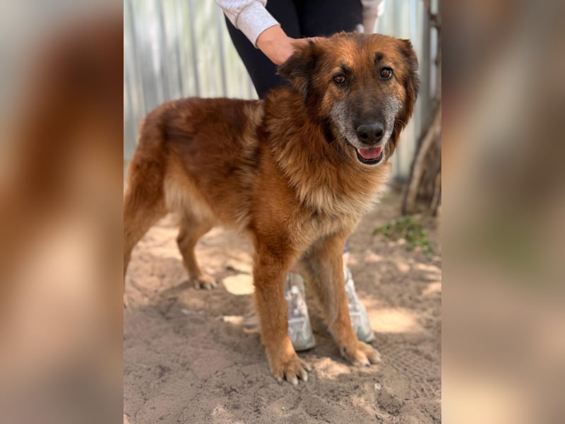 Gerad Sanfter Hundesenior sucht Partner für die besten Jahre