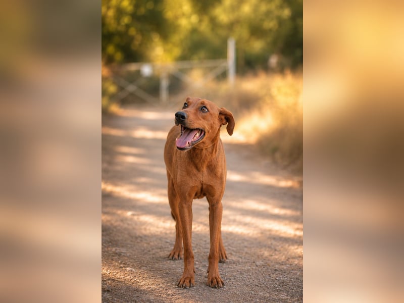 Trixie - Treue Hundeseele sucht ihre zweite Chance