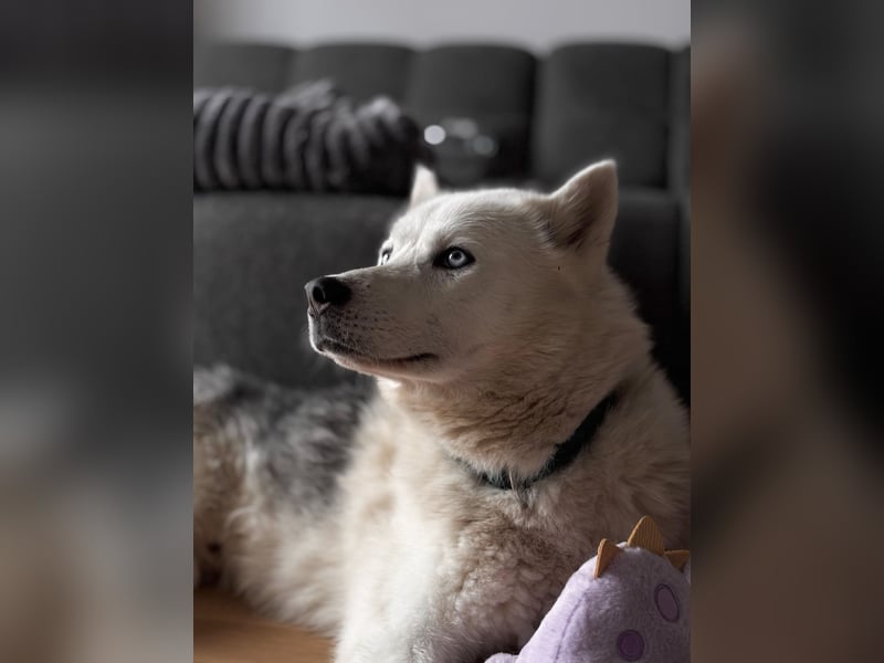 Remus - Wunderschöner Husky-Mix Rüde, 5 Jahre alt, freundlich, in 39112 Magdeburg