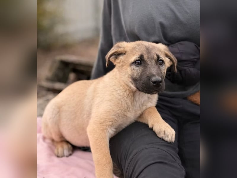 Nya - Verspielte Fellnase wünscht sich eigene Familie