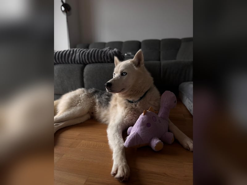 Remus - Wunderschöner Husky-Mix Rüde, 5 Jahre alt, freundlich, in 39112 Magdeburg
