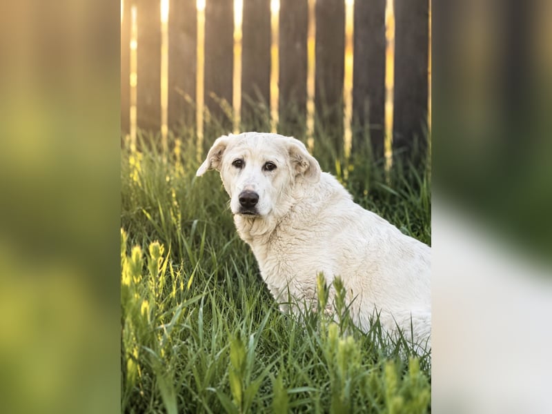 Simba Hübscher Hundejunge sucht seine Menschen