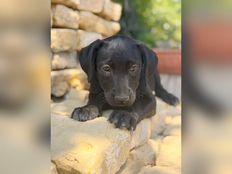 Jade - Fröhliche kleine Welpin sucht ihr Für-immer-Zuhause!