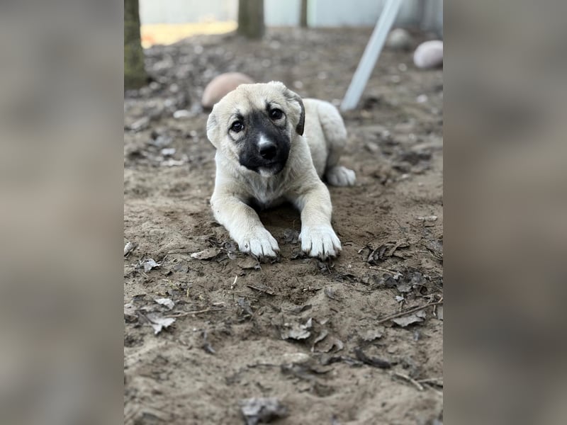 Nala - Ein kleiner Sonnenschein sucht Geborgenheit