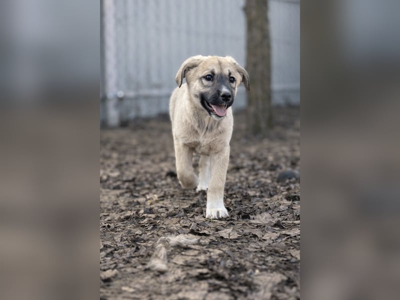 Nala - Ein kleiner Sonnenschein sucht Geborgenheit