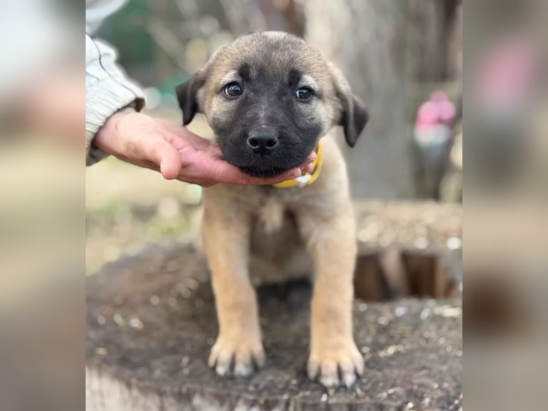 Nya - Verspielte Fellnase wünscht sich eigene Familie