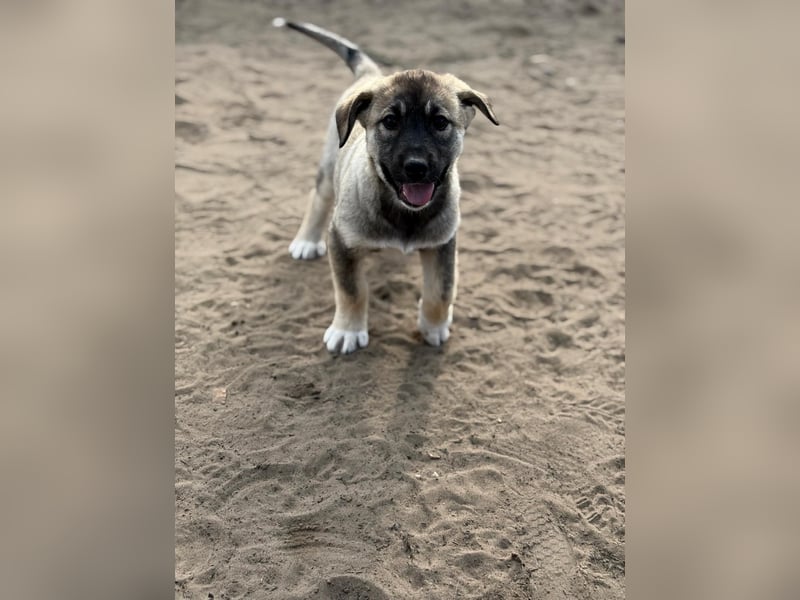 Nacho - Verspielter Welpenjunge möchte die Welt entdecken