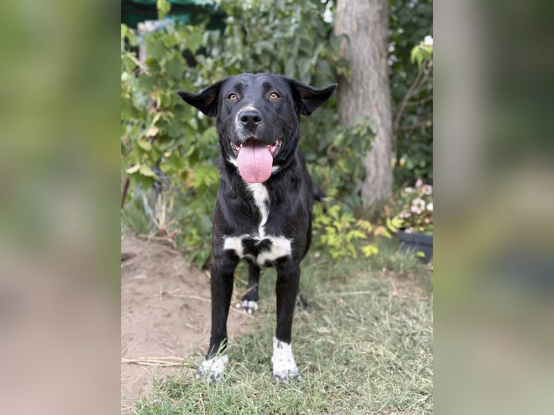 ZIBA - Sensible Hündin sucht liebevolles Zuhause