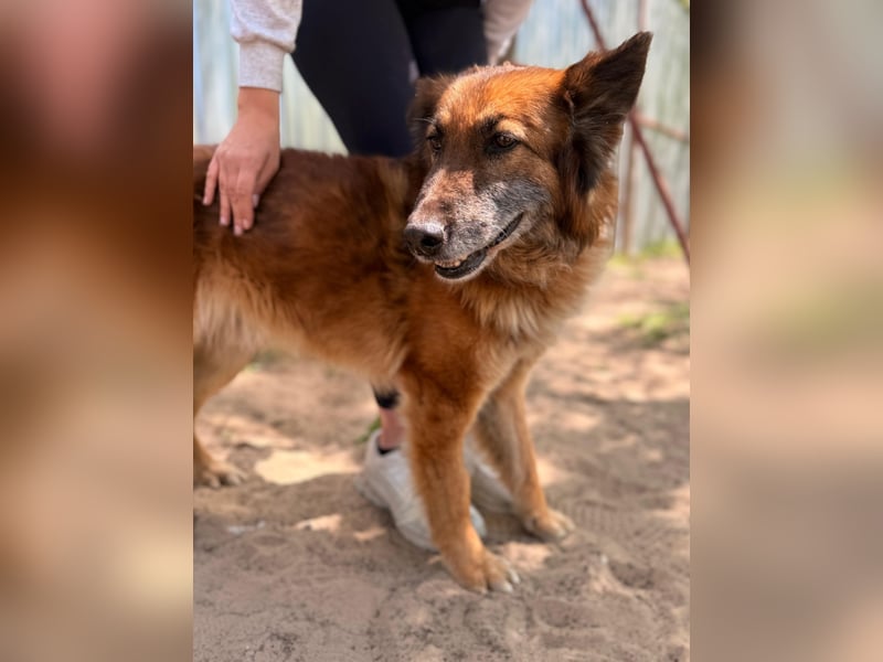 Gerad Sanfter Hundesenior sucht Partner für die besten Jahre