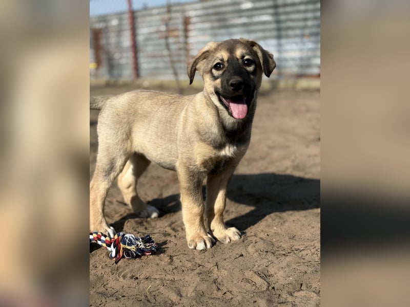 Nalani - Verspieltes Hundemädchen auf Familiensuche