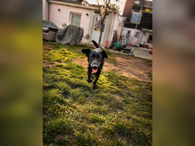 Rosi - wunderschöne Labradormix Hündin, 3 Jahre alt