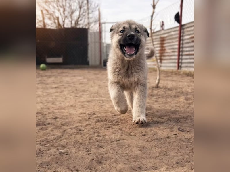 Nico - Kleiner Entdecker sucht sein Für-immer-Zuhause