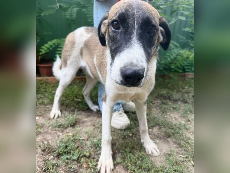 Hezöl -Liebe Junghündin sucht ihre Menschen