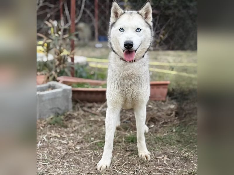 Zelinde - Agile Abenteurerin such unternehmungslustige Menschen