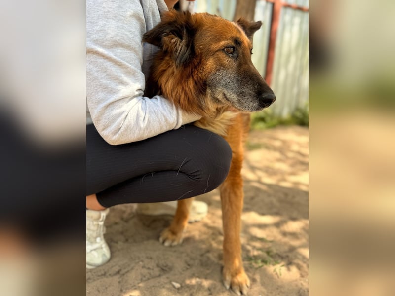 Gerad Sanfter Hundesenior sucht Partner für die besten Jahre