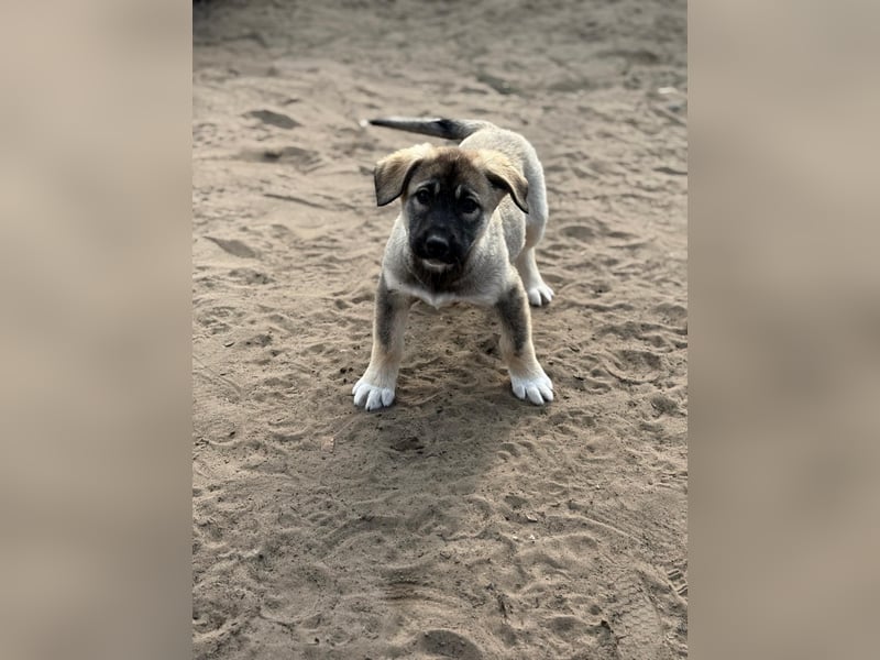 Nacho - Verspielter Welpenjunge möchte die Welt entdecken