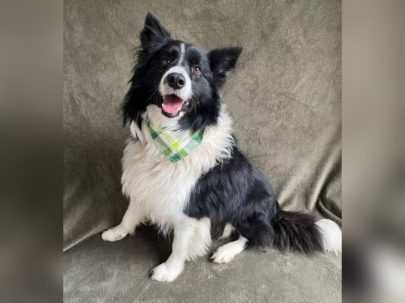 Thiago - Lieber Rüde möchte endlich ankommen!