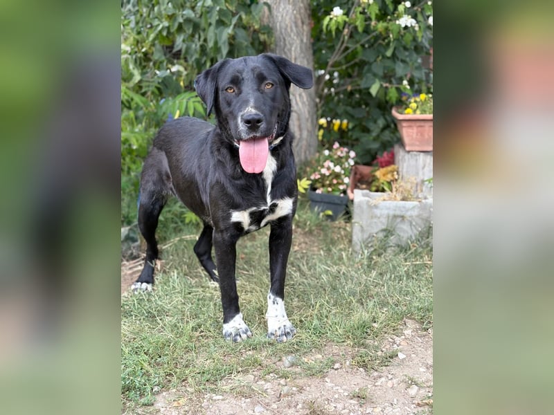 ZIBA - Sensible Hündin sucht liebevolles Zuhause