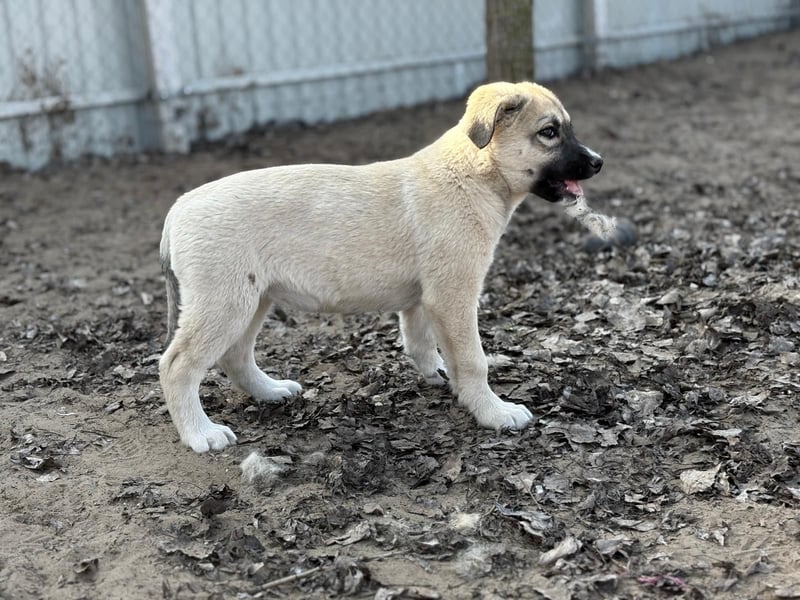 Nala - Ein kleiner Sonnenschein sucht Geborgenheit