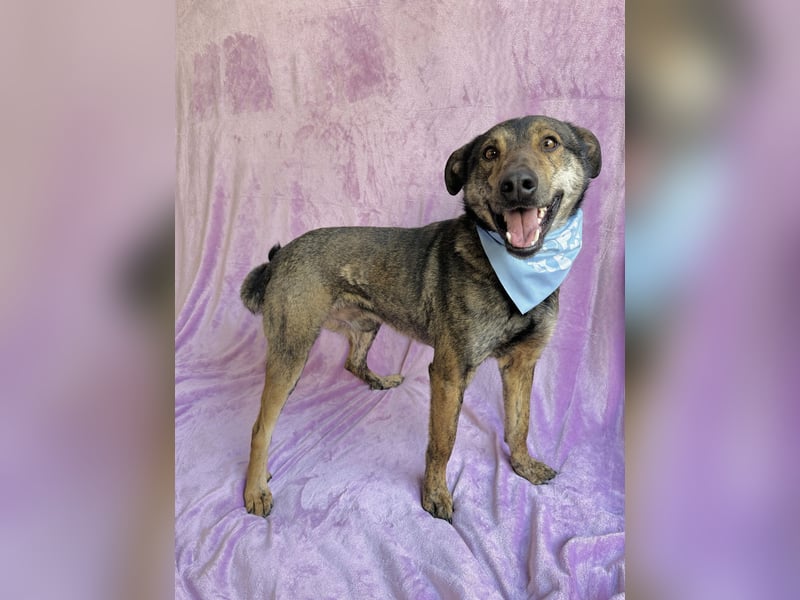 Camping - Sportlicher, verschmuster Begleiter sucht aktives Zuhause