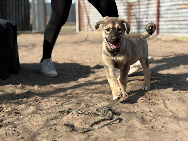 Nalani - Verspieltes Hundemädchen auf Familiensuche