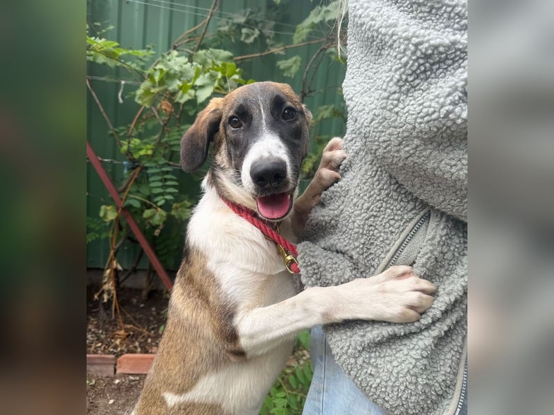 Hezöl -Liebe Junghündin sucht ihre Menschen