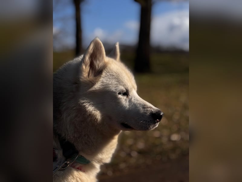 Remus - Wunderschöner Husky-Mix Rüde, 5 Jahre alt, freundlich, in 39112 Magdeburg