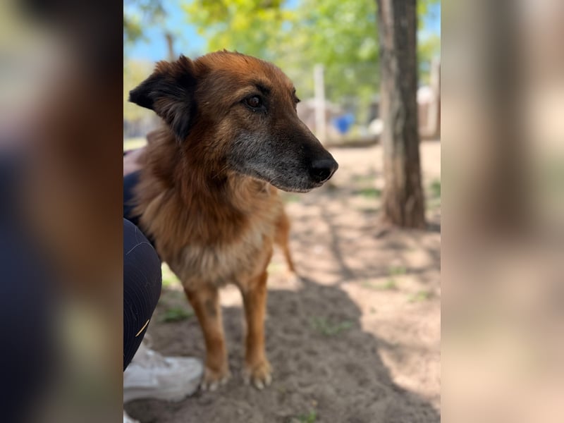 Gerad Sanfter Hundesenior sucht Partner für die besten Jahre