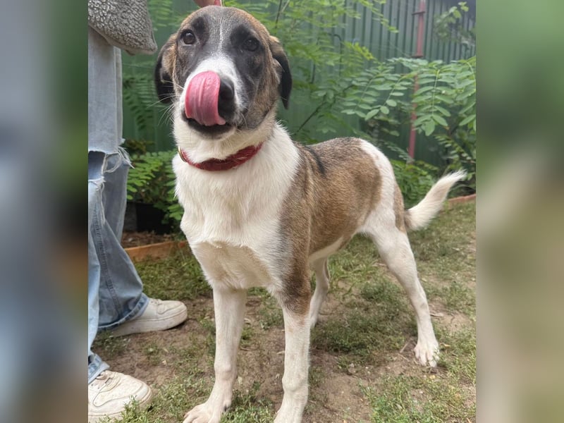 Hezöl -Liebe Junghündin sucht ihre Menschen