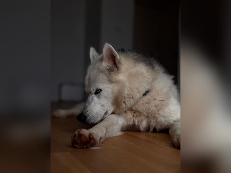 Remus - Wunderschöner Husky-Mix Rüde, 5 Jahre alt, freundlich, in 39112 Magdeburg