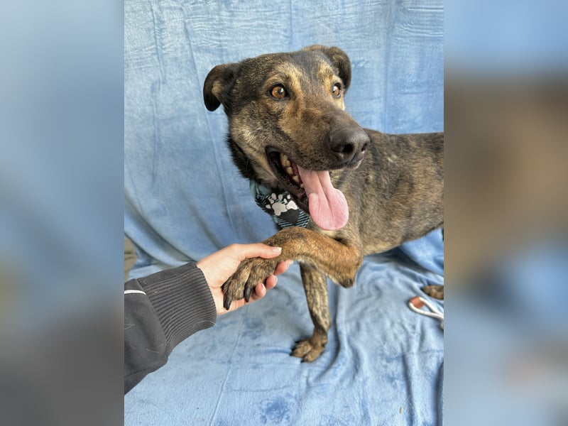 Camping - Sportlicher, verschmuster Begleiter sucht aktives Zuhause