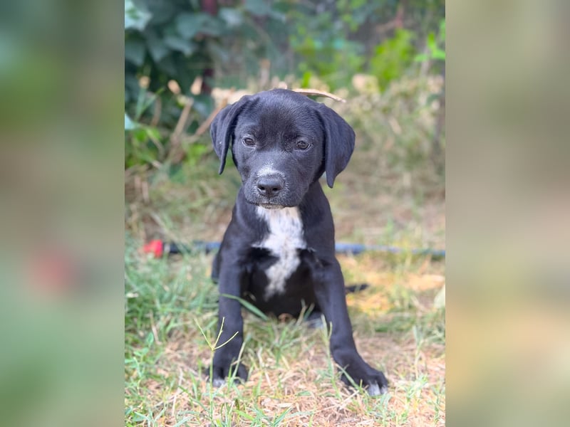 Opal - Kleiner Entdecker auf der Suche nach seiner Familie!